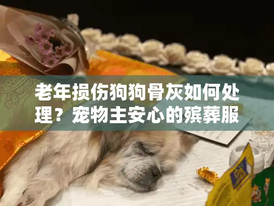 老年损伤狗狗骨灰如何处理？宠物主安心的殡葬服务方案解析