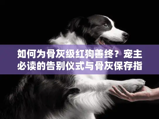 如何为骨灰级红狗善终？宠主必读的告别仪式与骨灰保存指南