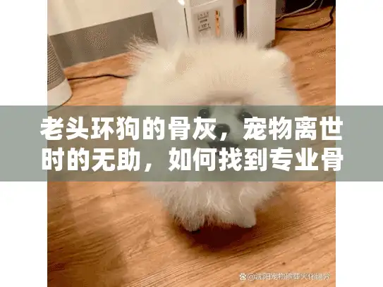 老头环狗的骨灰，宠物离世时的无助，如何找到专业骨灰归宿服务？