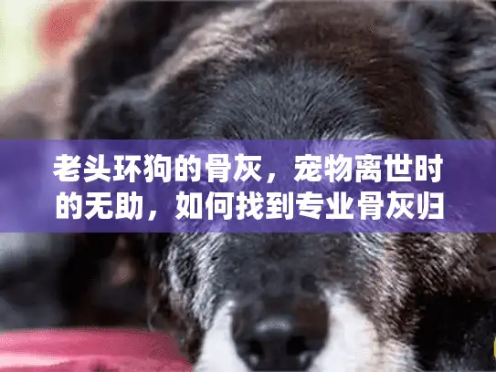 老头环狗的骨灰，宠物离世时的无助，如何找到专业骨灰归宿服务？