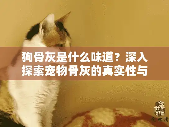 狗骨灰是什么味道？深入探索宠物骨灰的真实性与情感疗愈方案
