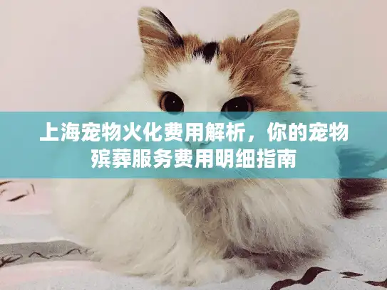 上海宠物火化费用解析，你的宠物殡葬服务费用明细指南