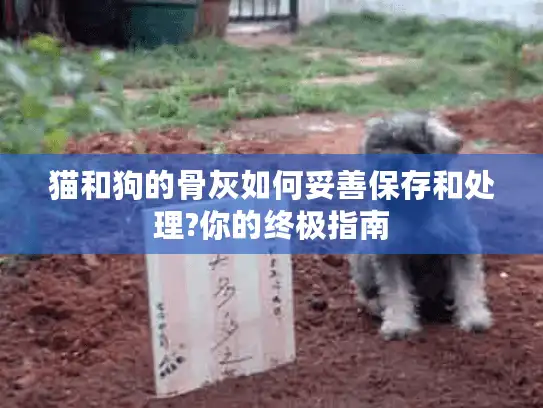猫和狗的骨灰如何妥善保存和处理?你的终极指南