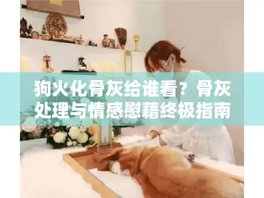 狗火化骨灰给谁看？骨灰处理与情感慰藉终极指南