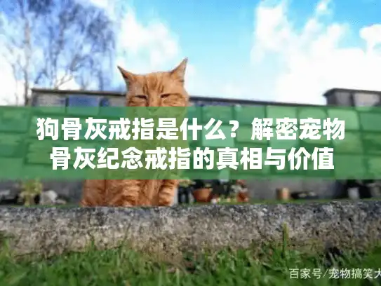 狗骨灰戒指是什么？解密宠物骨灰纪念戒指的真相与价值