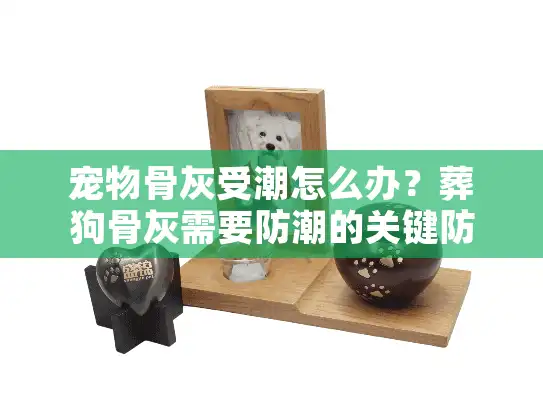 宠物骨灰受潮怎么办？葬狗骨灰需要防潮的关键防护指南