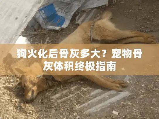 狗火化后骨灰多大？宠物骨灰体积终极指南