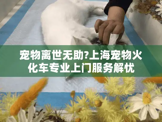宠物离世无助?上海宠物火化车专业上门服务解忧