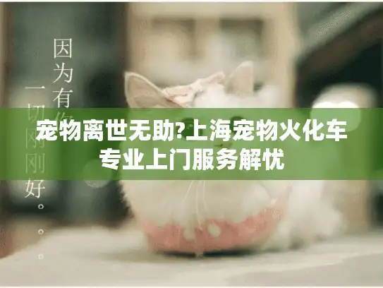 宠物离世无助?上海宠物火化车专业上门服务解忧