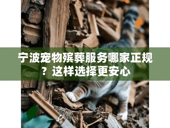 宁波宠物殡葬服务哪家正规？这样选择更安心