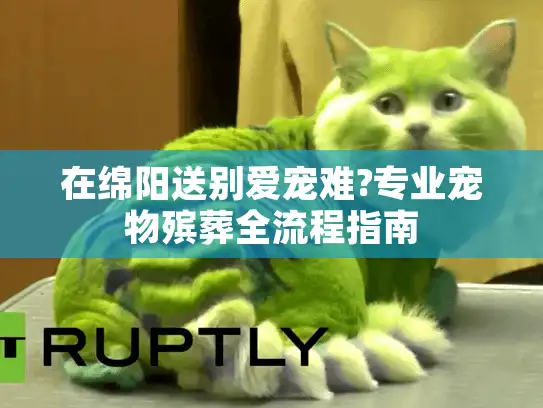 在绵阳送别爱宠难?专业宠物殡葬全流程指南