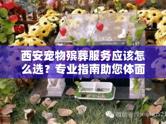 西安宠物殡葬服务应该怎么选？专业指南助您体面告别爱宠