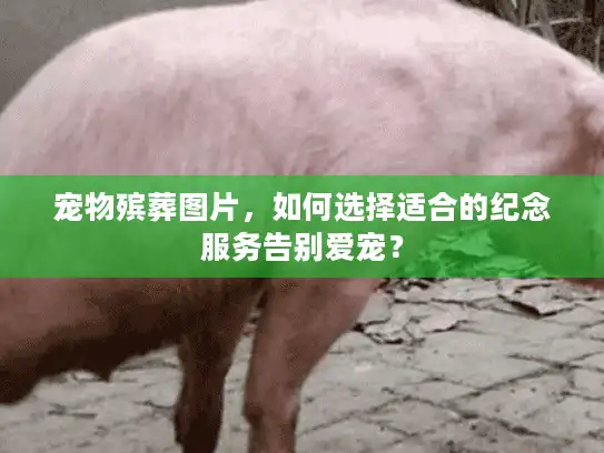 宠物殡葬图片，如何选择适合的纪念服务告别爱宠？
