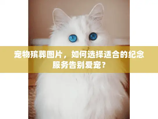 宠物殡葬图片，如何选择适合的纪念服务告别爱宠？