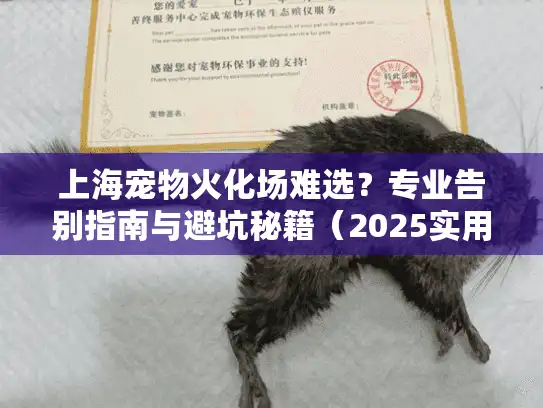 上海宠物火化场难选？专业告别指南与避坑秘籍（2025实用版）