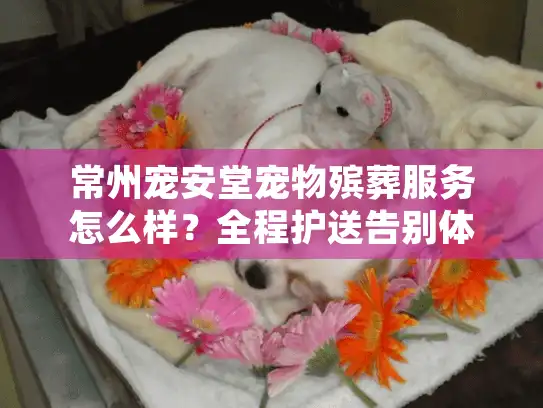 常州宠安堂宠物殡葬服务怎么样？全程护送告别体验深度解析
