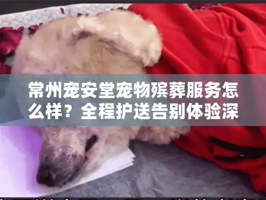 常州宠安堂宠物殡葬服务怎么样？全程护送告别体验深度解析