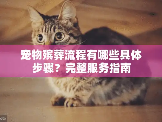 宠物殡葬流程有哪些具体步骤？完整服务指南