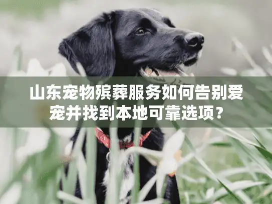 山东宠物殡葬服务如何告别爱宠并找到本地可靠选项？