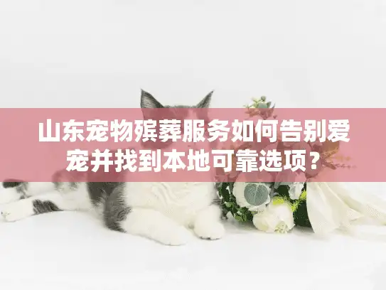 山东宠物殡葬服务如何告别爱宠并找到本地可靠选项？