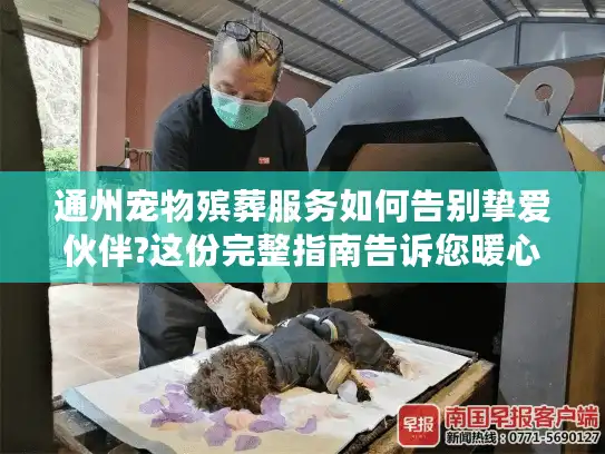 通州宠物殡葬服务如何告别挚爱伙伴?这份完整指南告诉您暖心选择