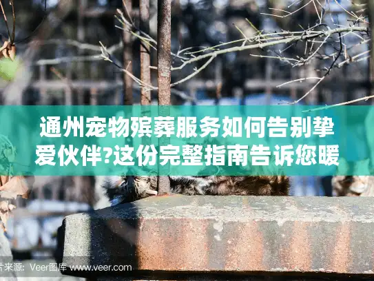 通州宠物殡葬服务如何告别挚爱伙伴?这份完整指南告诉您暖心选择