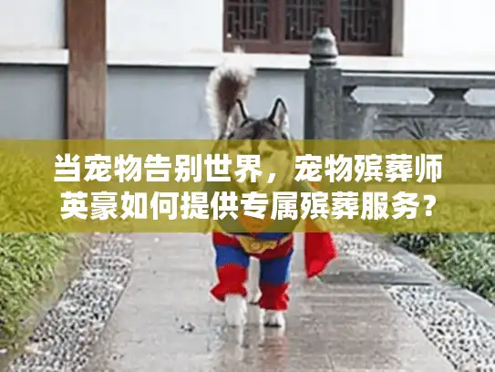 当宠物告别世界，宠物殡葬师英豪如何提供专属殡葬服务？