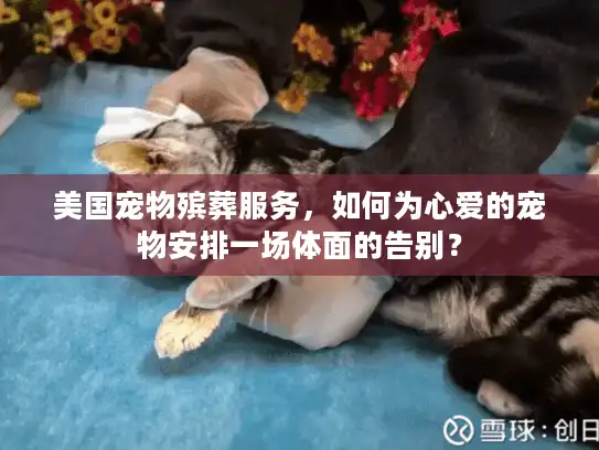 美国宠物殡葬服务，如何为心爱的宠物安排一场体面的告别？