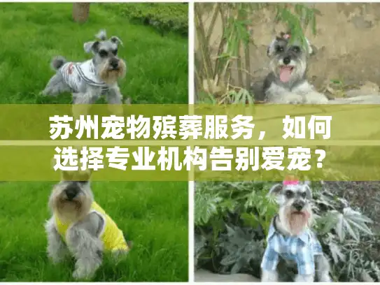苏州宠物殡葬服务，如何选择专业机构告别爱宠？