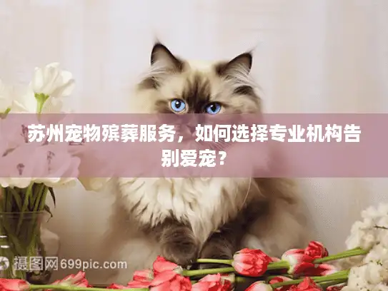 苏州宠物殡葬服务，如何选择专业机构告别爱宠？