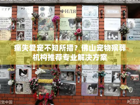 痛失爱宠不知所措？佛山宠物殡葬机构推荐专业解决方案