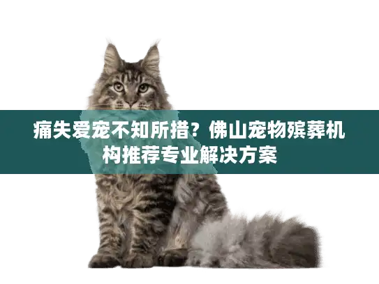 痛失爱宠不知所措？佛山宠物殡葬机构推荐专业解决方案