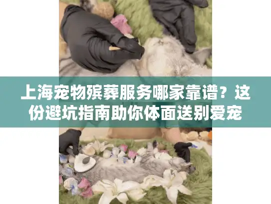 上海宠物殡葬服务哪家靠谱？这份避坑指南助你体面送别爱宠