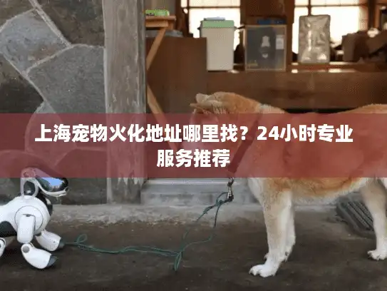 上海宠物火化地址哪里找？24小时专业服务推荐