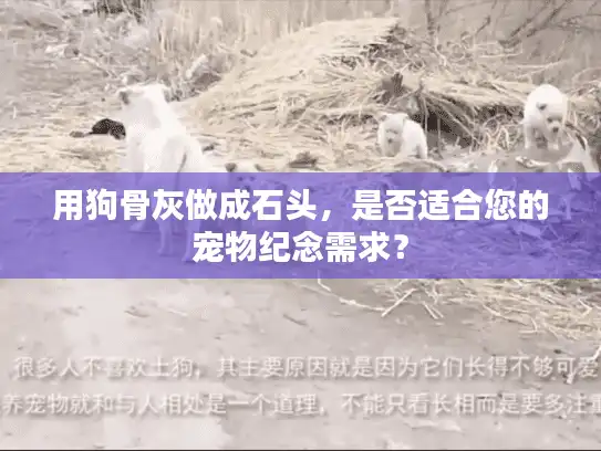 用狗骨灰做成石头，是否适合您的宠物纪念需求？
