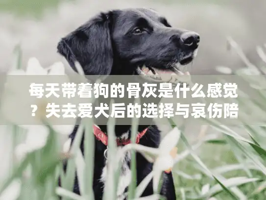 每天带着狗的骨灰是什么感觉？失去爱犬后的选择与哀伤陪伴指南