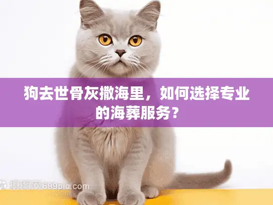 狗去世骨灰撒海里，如何选择专业的海葬服务？