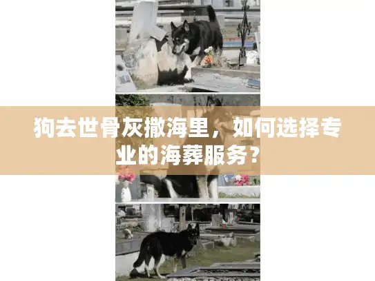 狗去世骨灰撒海里，如何选择专业的海葬服务？