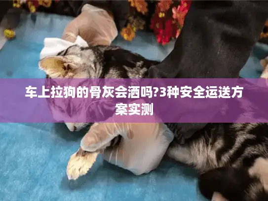 车上拉狗的骨灰会洒吗?3种安全运送方案实测