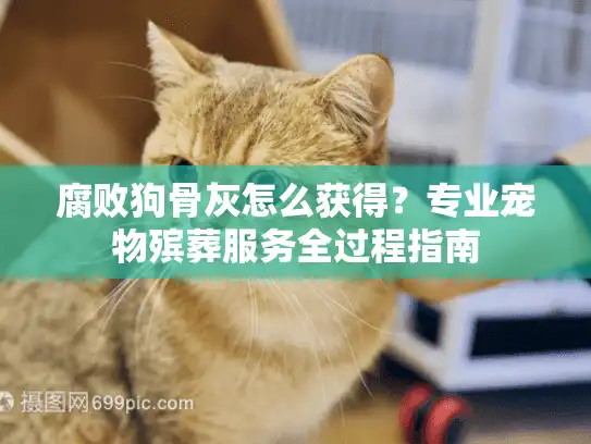 腐败狗骨灰怎么获得？专业宠物殡葬服务全过程指南