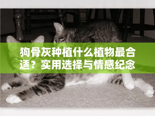 狗骨灰种植什么植物最合适？实用选择与情感纪念指南