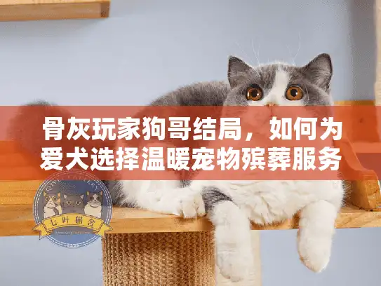 骨灰玩家狗哥结局，如何为爱犬选择温暖宠物殡葬服务？
