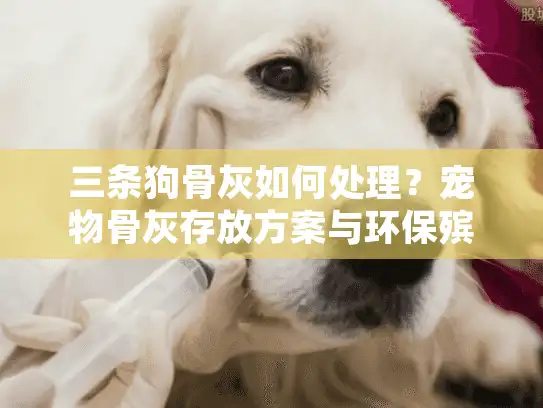 三条狗骨灰如何处理？宠物骨灰存放方案与环保殡葬指南