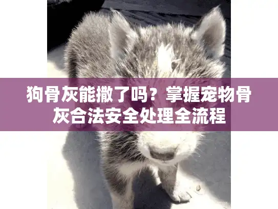 狗骨灰能撒了吗？掌握宠物骨灰合法安全处理全流程