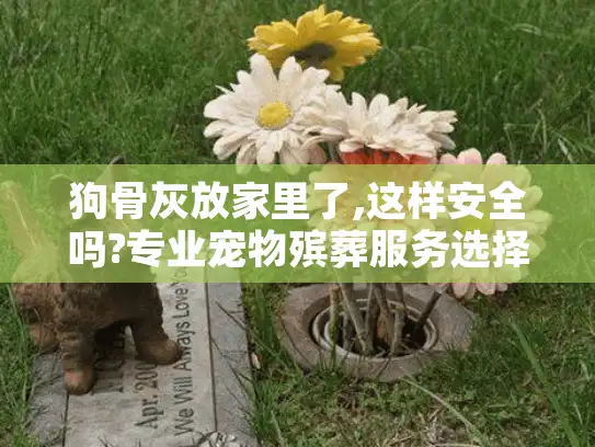 狗骨灰放家里了,这样安全吗?专业宠物殡葬服务选择指南