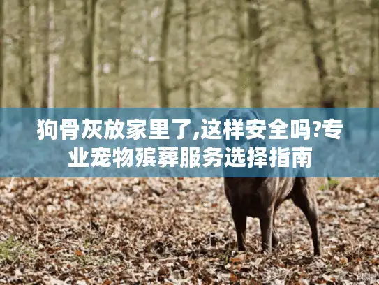 狗骨灰放家里了,这样安全吗?专业宠物殡葬服务选择指南