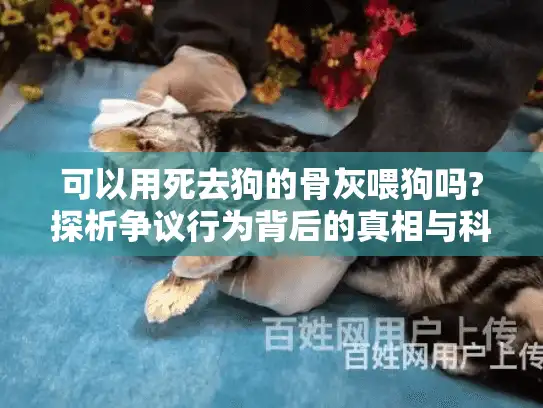 可以用死去狗的骨灰喂狗吗?探析争议行为背后的真相与科学殡葬选择
