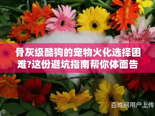 骨灰级酷狗的宠物火化选择困难?这份避坑指南帮你体面告别