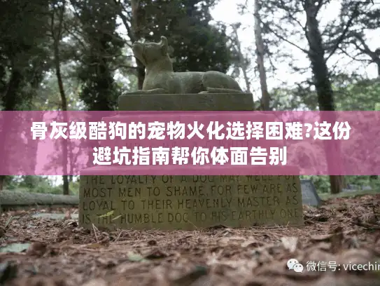 骨灰级酷狗的宠物火化选择困难?这份避坑指南帮你体面告别