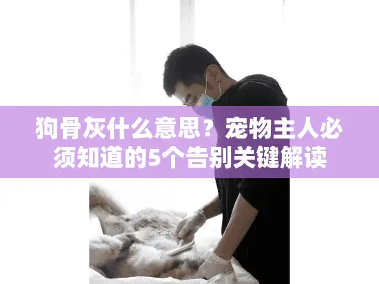 狗骨灰什么意思？宠物主人必须知道的5个告别关键解读